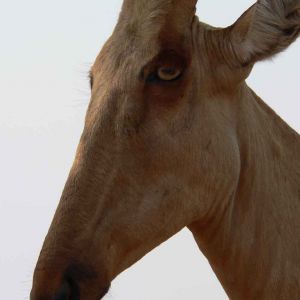 nkundwa (39)
